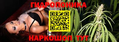 spice Гай
